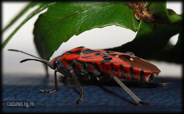 Spilostethus pandurus pandurus